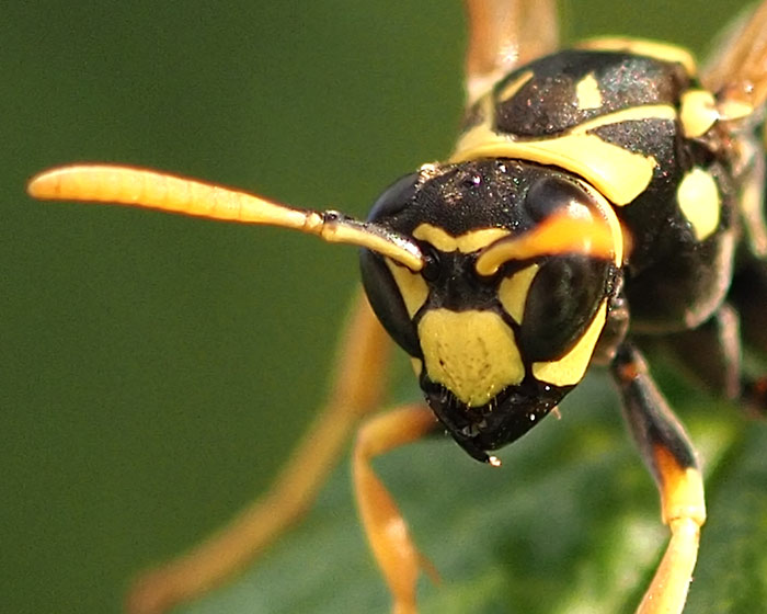 Gallische Feldwespe, Polistes dominulus Details Kopf
